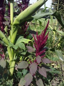 Gemüse anbauen ~ permadynamisch @ Lebensgarten Dreisamtal | Buchenbach | Baden-Württemberg | Deutschland