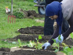 Planungstreffen "Essbares Rieselfeld" @ Stadtteiltreff Glashaus / K.I.O.S.K Rieselfeld | Freiburg | Baden-Württemberg | Deutschland