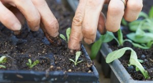 Setzlingsanzucht im Hausgarten @ UWC Robert-Bosch-College Freiburg (Klostergarten)