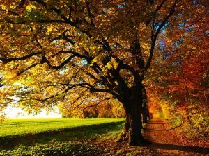 Herbstfest im Dietenbach